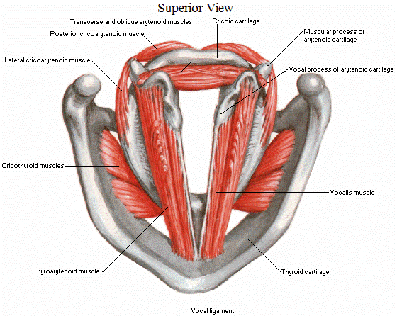 Мышцы голосовых связок. Мышцы гортани голосовые связки. Голосовая мышца анатомия. Задняя перстнечерпаловидная мышца.