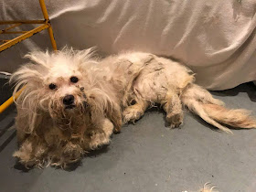 dog hair tangled