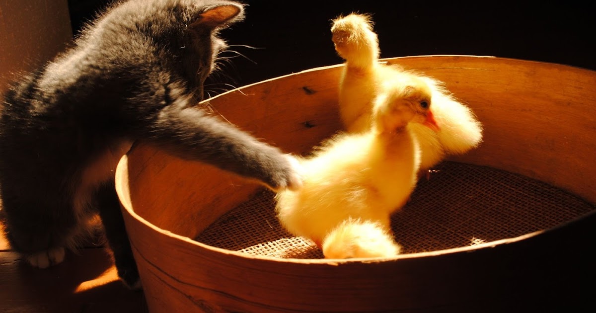 Cat and Ducks Wallpaper