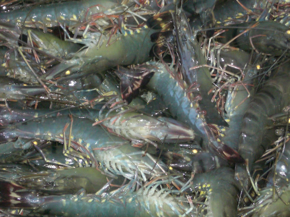 Black Tiger Shrimps Suppliers, Asian Tiger Shrimps, Giant Shrimps