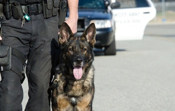 Muore cane poliziotto lasciato nell'auto di servizio della Polizia.