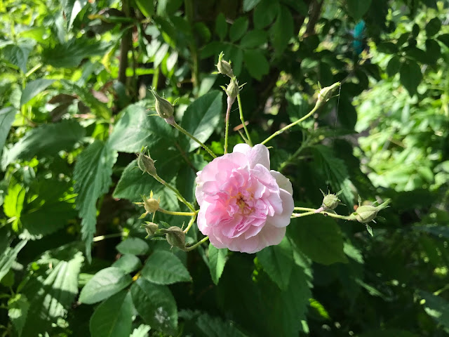 Ramblerrose Paul's Himalayan Musk (c) by Joachim Wenk Ramblerrose Paul's Himalayan Musk (c) by Joachim Wenk
