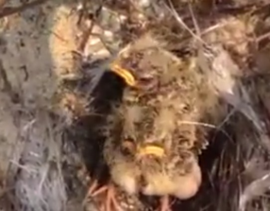 Mengetahui Lebih Dekat Tempat Sarang Burung Apung Di Alam Liar
