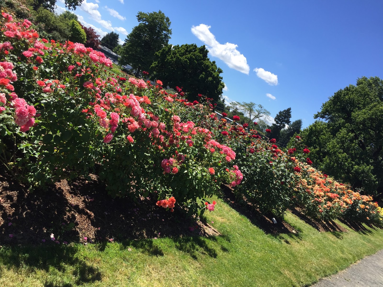 Laura's Miscellaneous Musings Photos From the Road Owen Rose Garden