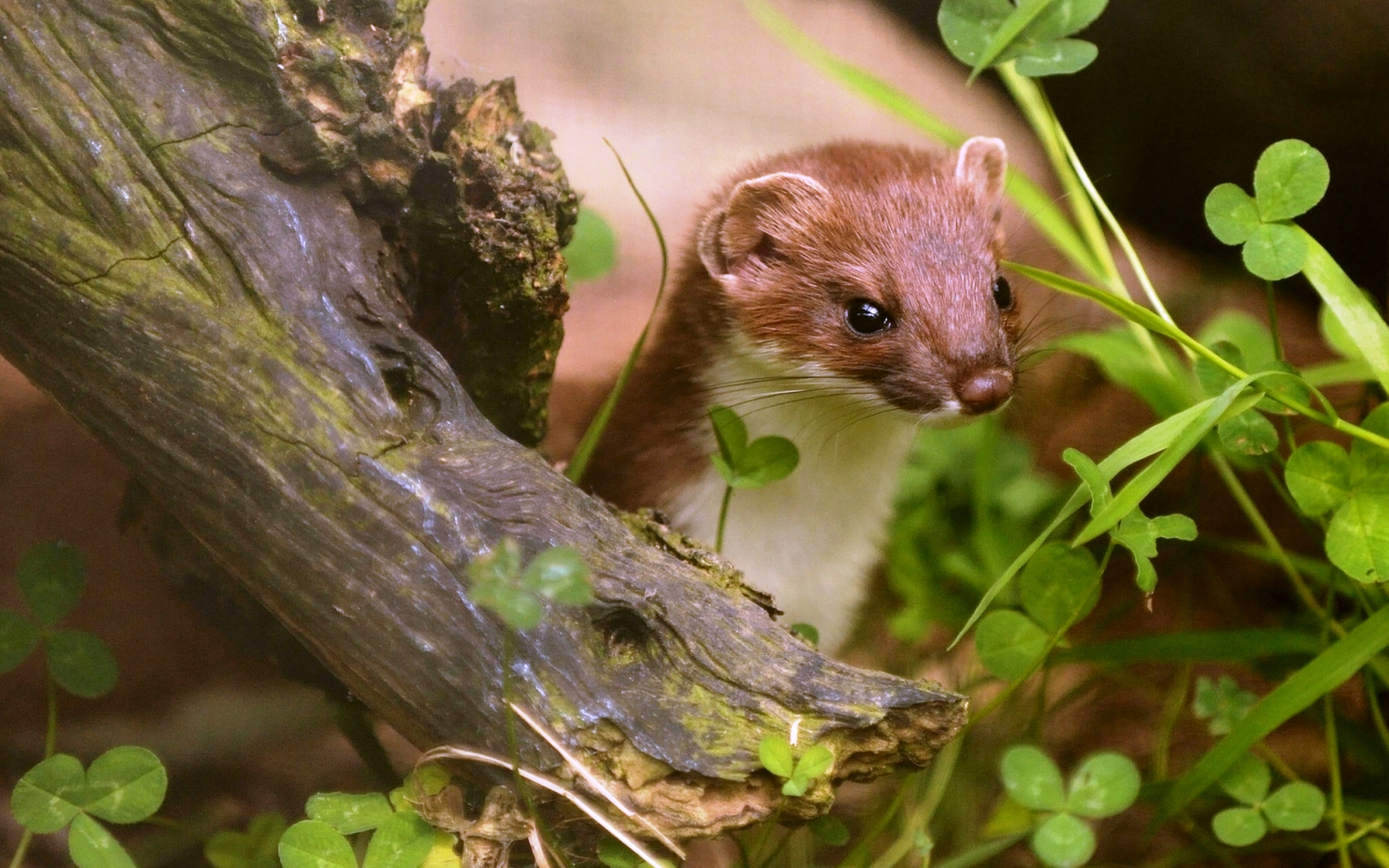 Pam Dawber Animal Kingdom 021