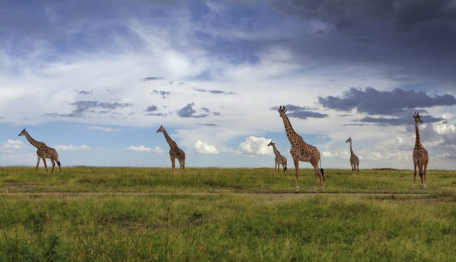 Masai-Mara-Reservat, Kenia