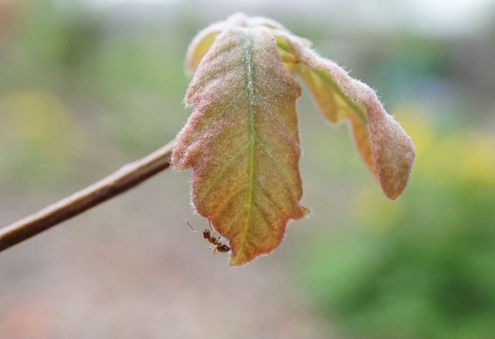 Green Place May A Walk In The Garden