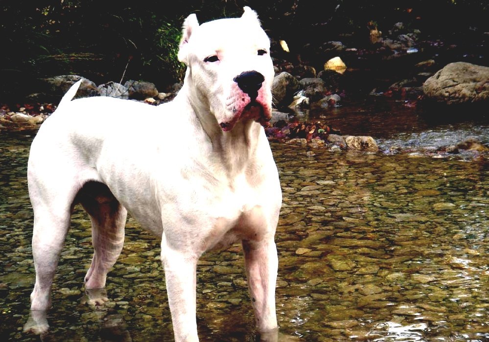 dog from ray donovan