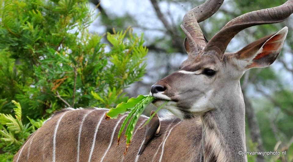 Animal HD image and wallpaper: HD image of Animal in Forest
