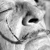 Salvador Dalí y su relación con la plástica de Puerto Rico
