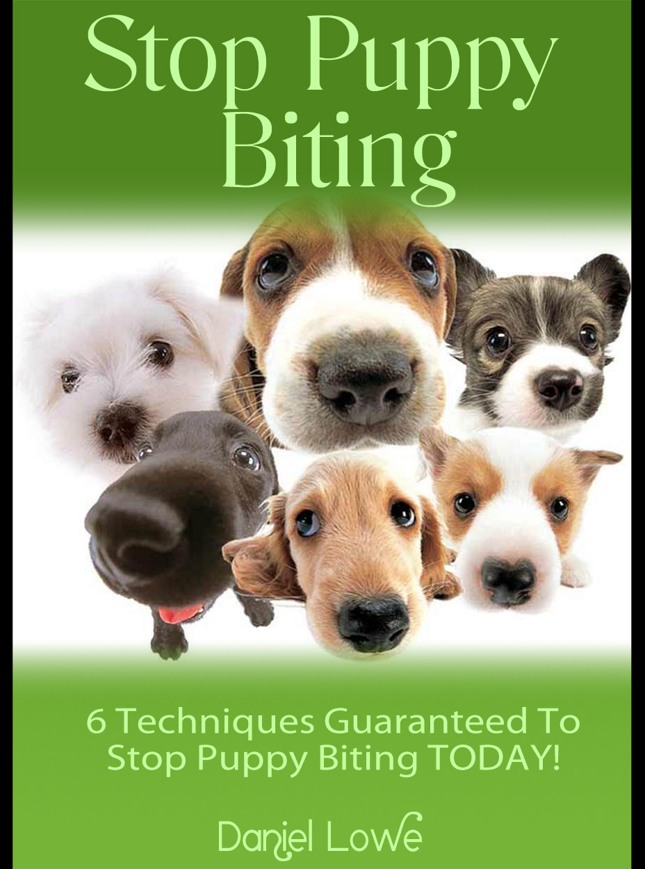 How To Stop Puppy Biting Puppy Behaviour Training