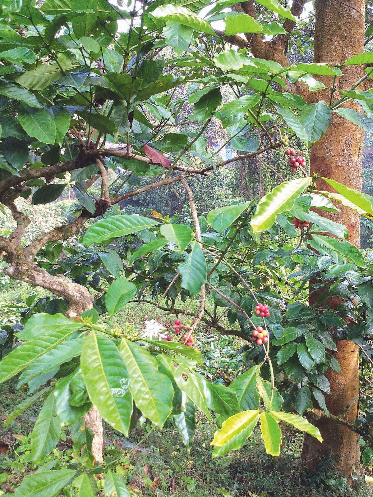 Colour Kerala Lifestyle Diary