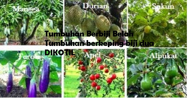 Tumbuhan Berbiji Belah Tumbuhan Berkeping Biji Dua Dikotil Pengertian Ciri Ciri Struktur Mekanisme Reproduksi Dan Jenis Jenis Tumbuhan Dikotil Beserta Gambar Magnoliopsida Pustakapengetahuan Com