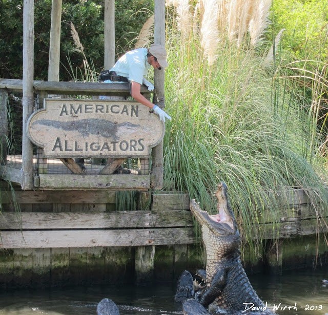american alligator, feeding, chicken, jumping out of the water