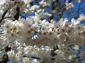 White Prunus x yedoensis Japanese flowering cherry blooms by garden muses: a Toronto gardening blog 