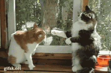 Image result for three cats fighting gif