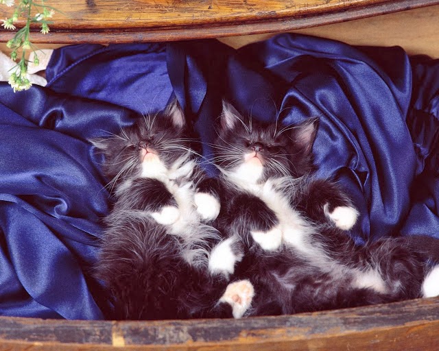 Beautiful Wallpaper: Cute And Pretty Cat Wallpapers