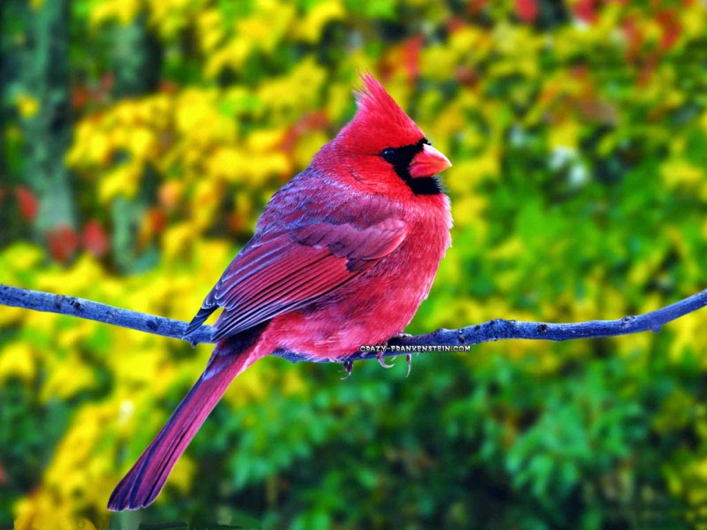 bird.jpg