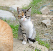 Publicada por Tantos gatos! Sem comentários: