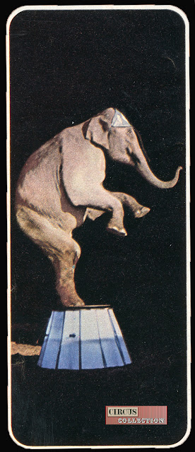 elephant debout sur un requisit lumineux 