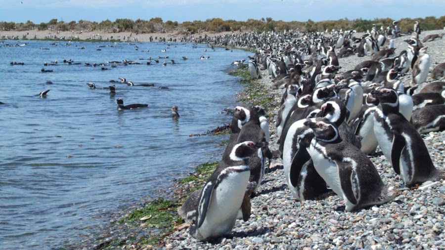 Los pingüinos en Punto Tombo, viajes y turismo
