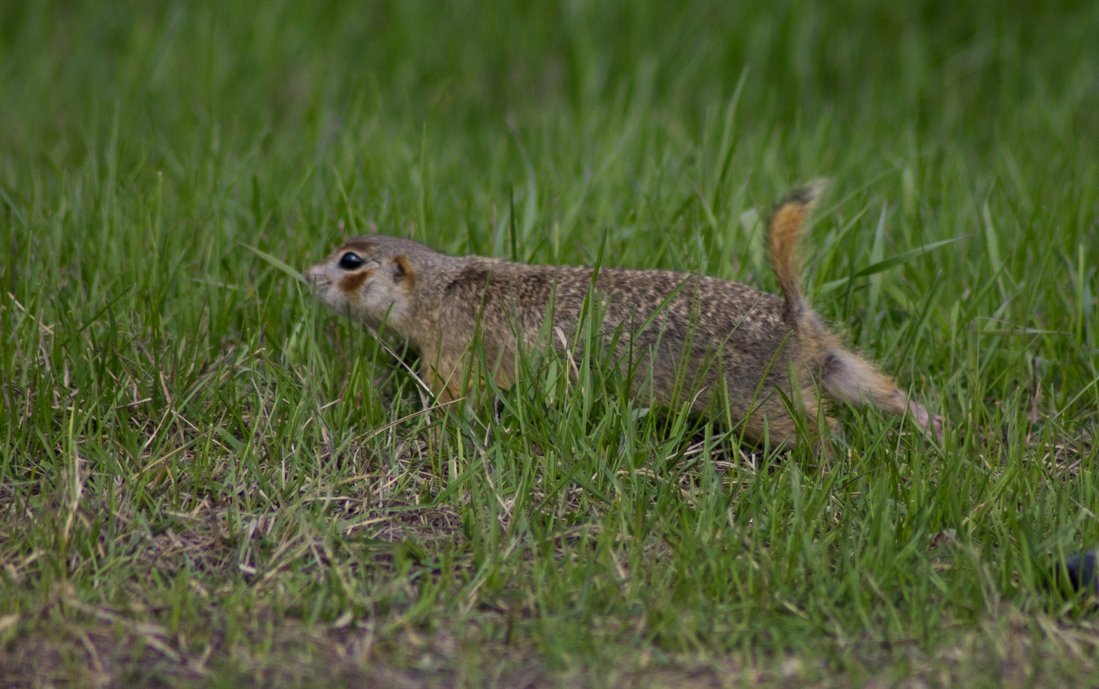 Суслик краснощекий. Суслик Краснощекий (Spermophilus erythrogenys). Citellus erythrogenys. Суслик Краснощекий Кузбасс.