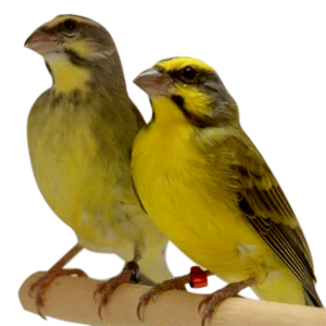 Kumpulan Foto Burung Sanger Terbaik