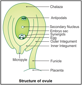 Female Gametophyte