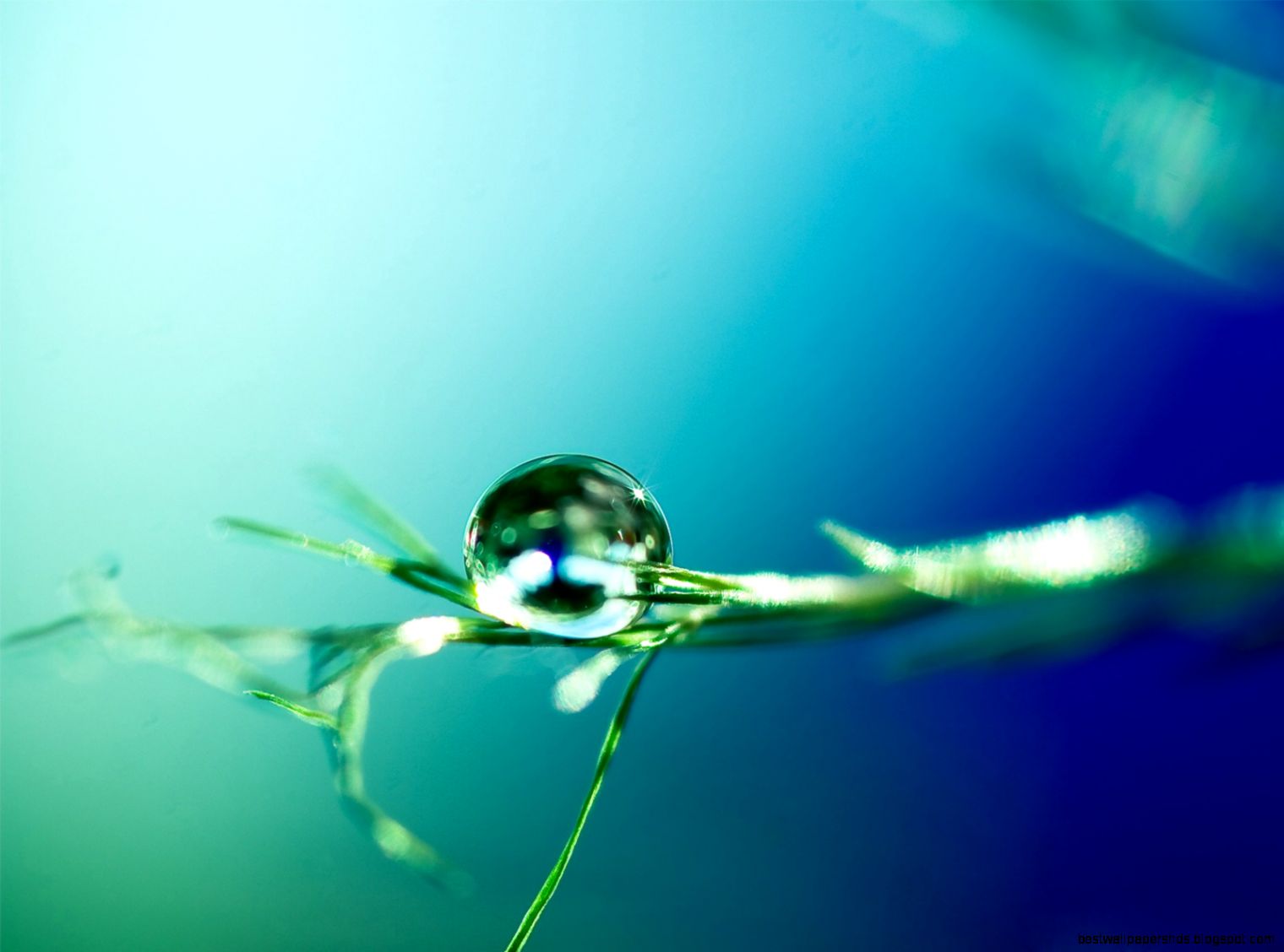 Up Close Flowers Waterdrops Pictures