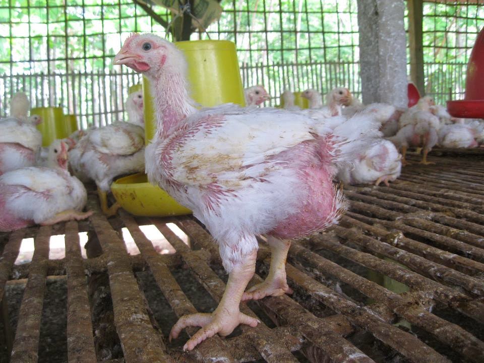 INFO HARGA AYAM BROILER HARI INI, Jumat 26 DESEMBER 2014
