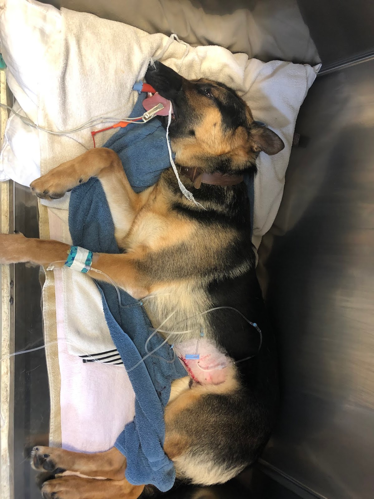 Diary of a RealLife Veterinarian Cryptorchid Neuter Canine. What Happens When Your Dog Doesn't