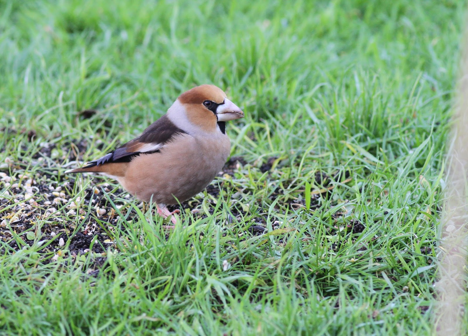 We Bird North Wales Anglesey Bird News