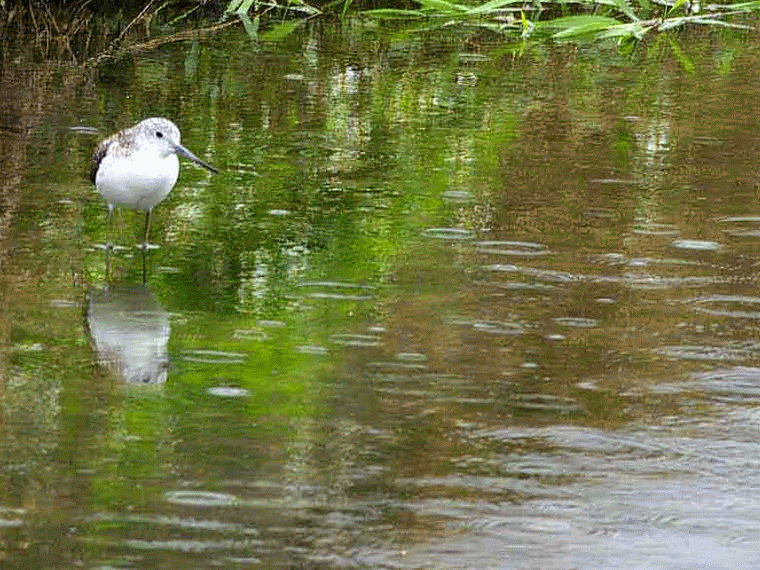 Ryukyu Life 7 GIFs of Birds in or Near Water