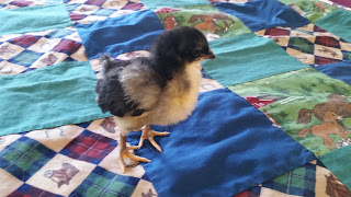 Think Spring Chickens