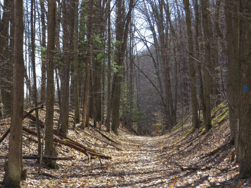 old rail bed