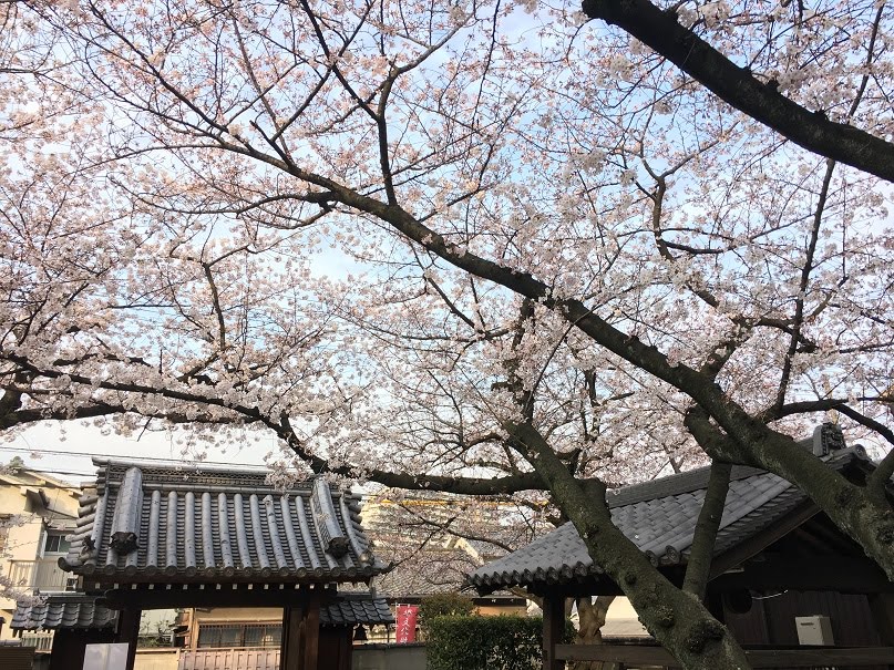 桜の季節!見どころたくさんの大阪府堺市のおすすめの場所は?10選+1なかもずライフ 桜の季節!見どころたくさんの大阪府堺市のおすすめの場所は?10選+1なかもずライフ