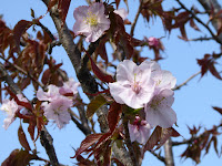 寝屋川公園  ソフトボール広場付近の桜