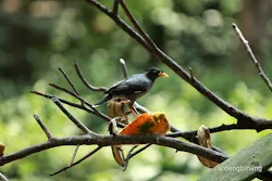taman burung tmii jakarta