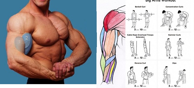 Ways to Increase Arm Muscles by 100% ~ www.bodybuilding110.com