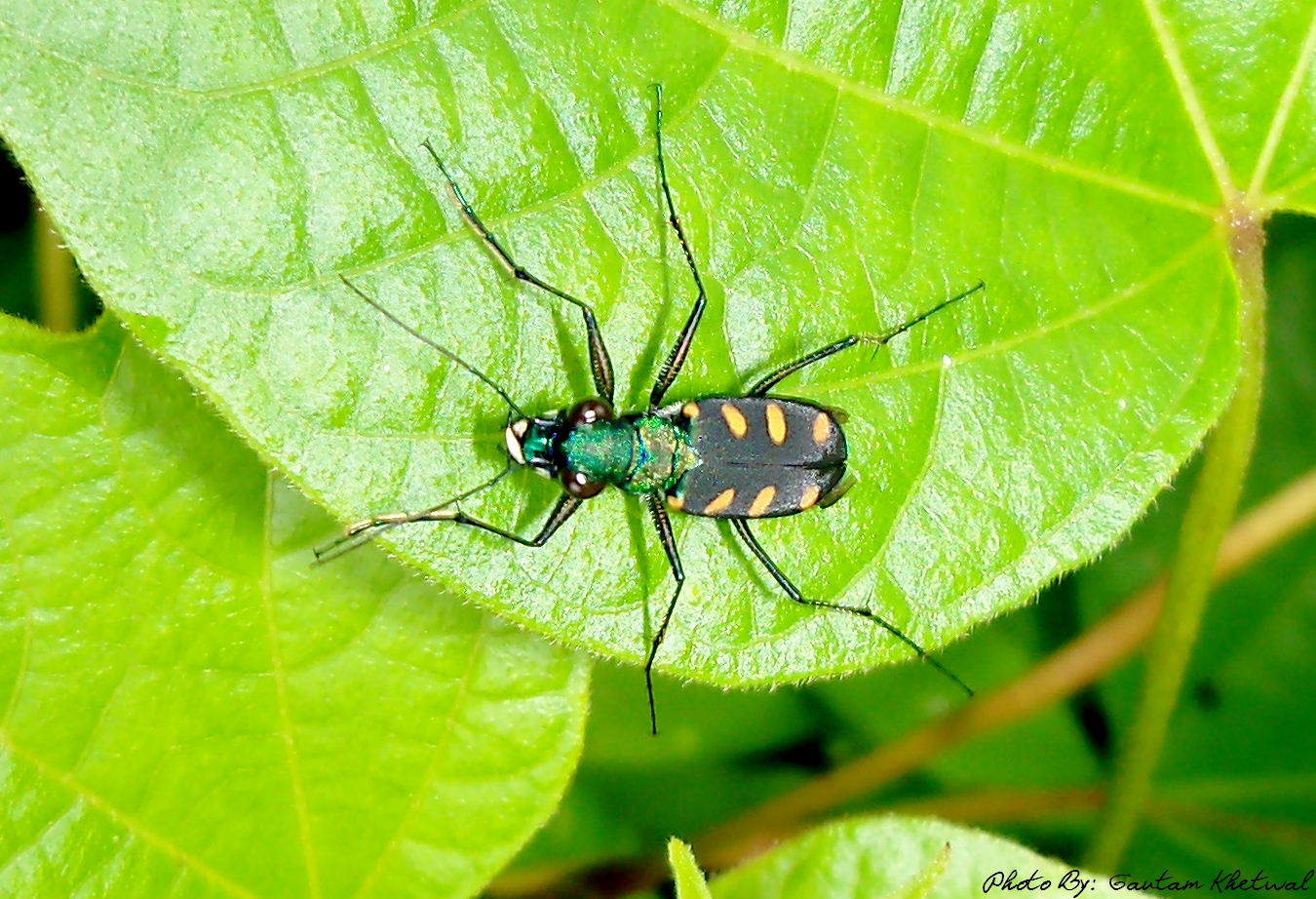 Insects found in Western Ghats Tiger Beetle