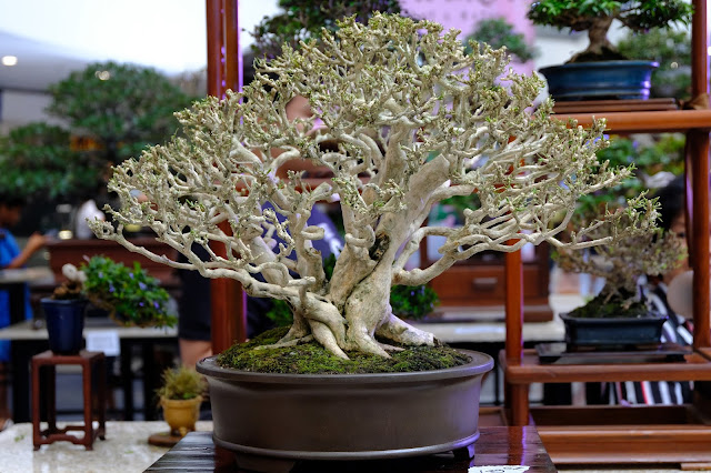 kamuning bonsai