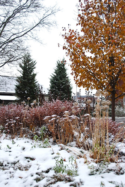 The Hill Garden with a bit of color hiding under the white snow. If you look in the distance, between the tree and the evergreens, you will see a local church tower. Gardening in town has its limits, but enjoying these views helps me to value gardening right where we are.