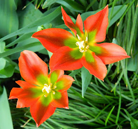Red Kaufmann tulips Allan Gardens Conservatory Easter Flower Show by garden muses-not another Toronto gardening blog