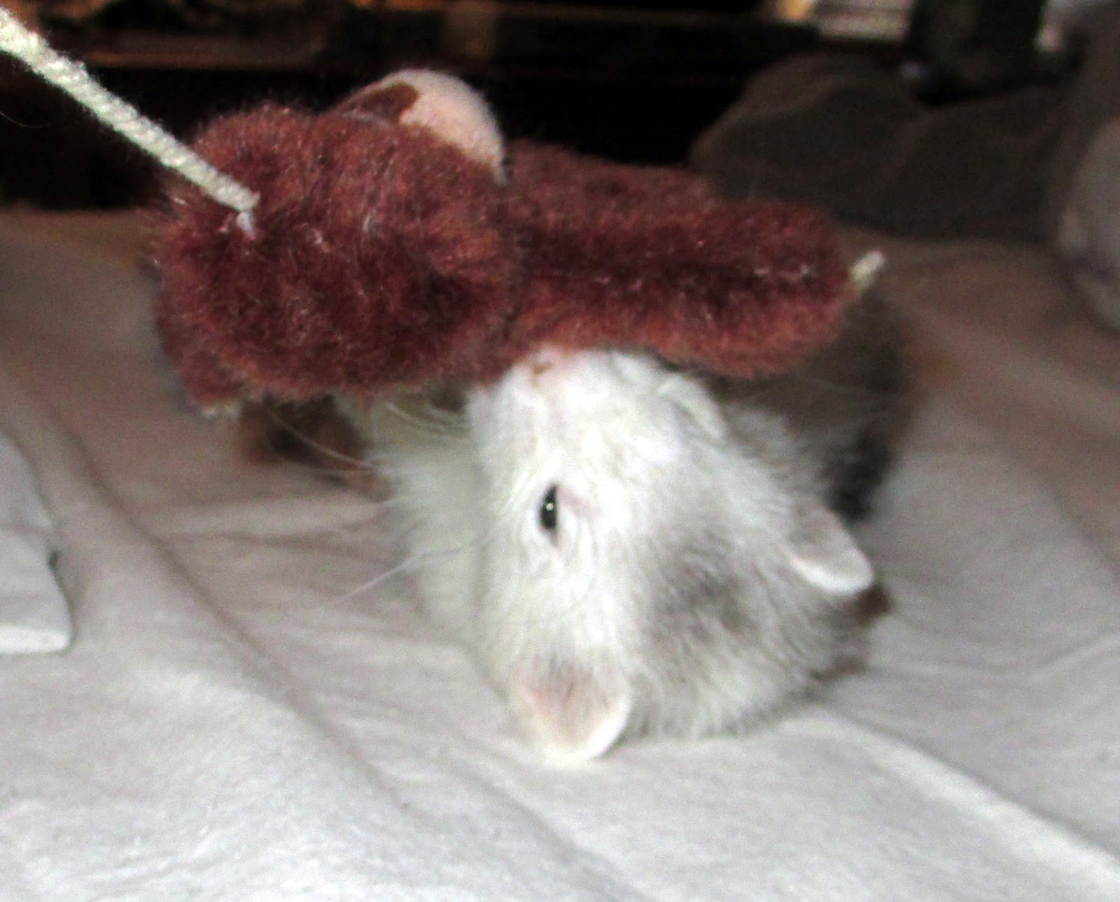 A Day in the Life of a Zookeeper Monkey on a Stick