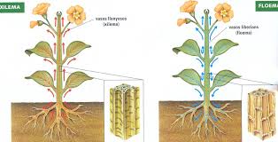 capilaridad y vasos conductores de las plantas