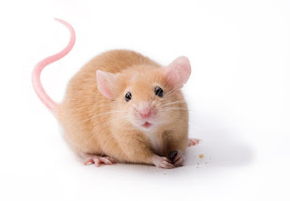 صور فأر , معلومات عن الفأر واشكاله بالصور