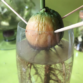 Avocado growing in water