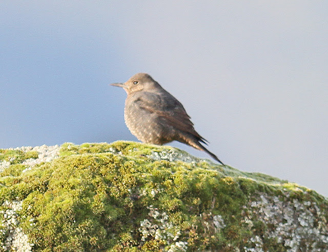 Simon and Karen Spavin: Spanish Birds