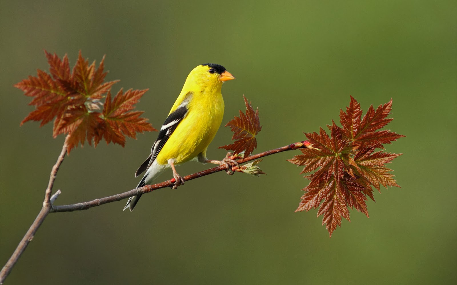 Desktop HD Wallpapers Free Downloads: Beautiful Birds on Branches