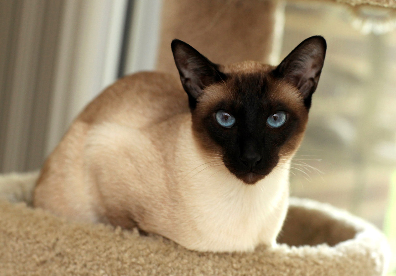 Seal Point Siamese - Just How Many Different Siamese Point Colors Are
